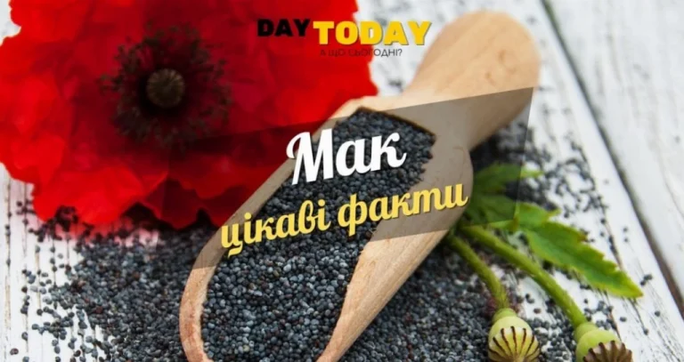 Цікаві факти про мак