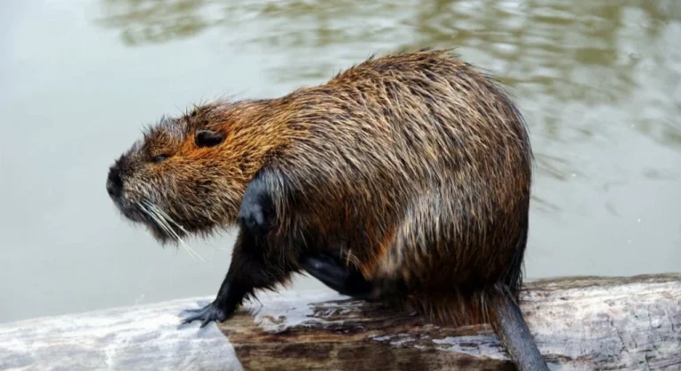 Ондатра, нутрія: чим відрізняються і як розпізнати